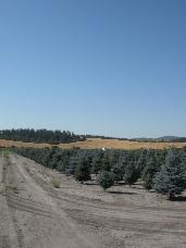 Colorado Spruce